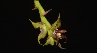 Orqu%C3%ADdea%20rara%20%C3%A9%20registrada%20no%20litoral%20do%20Paran%C3%A1