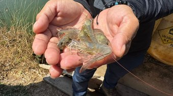 Comitiva%20italiana%20visita%20fazenda%20de%20camar%C3%A3o%20para%20fechar%20parcerias