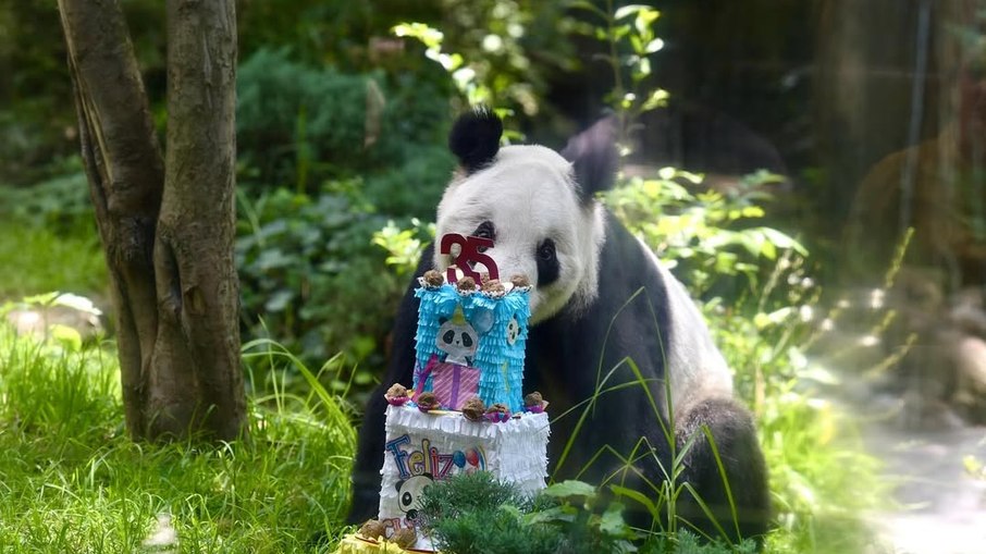 Xin Xin completou 35 anos Xin Xin completou 35 anos