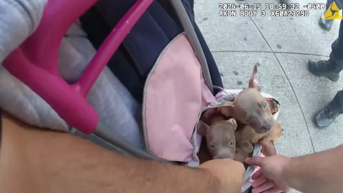 Policiais resgatam filhotes de cachorro de vendedora que os mantinha presos em bolsa quente e encharcada de urina