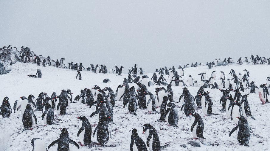 Colônia de pinguins Colônia de pinguins
