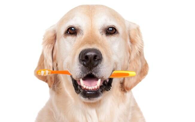 Com quanta frequência é precisa limpar os dentes do cachorro?    