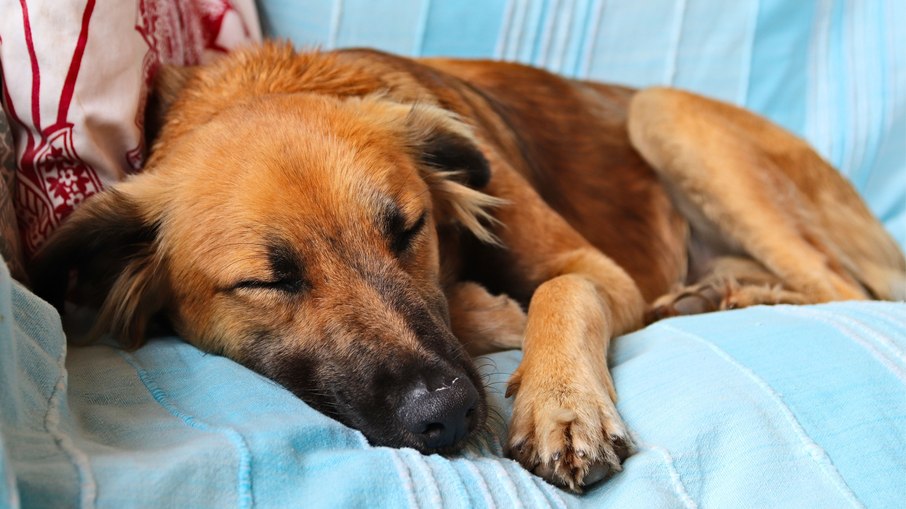 Cachorro dormindo enrolado como uma bola