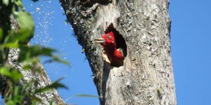 16 anos: pesquisa observa ninhos na Mata Atlântica da Argentina
