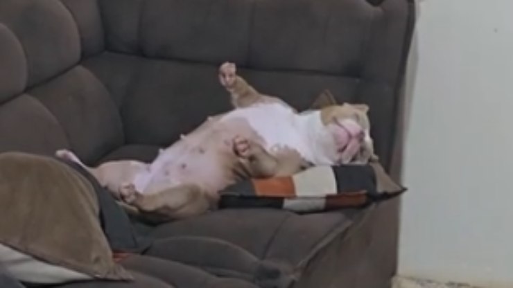 Cachorra%20dorme%20ao%20som%20de%20chuva%20em%20posi%C3%A7%C3%A3o%20curiosa