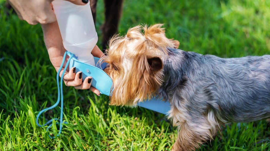 Leve sempre água para oferecer ao pet durante os passeios