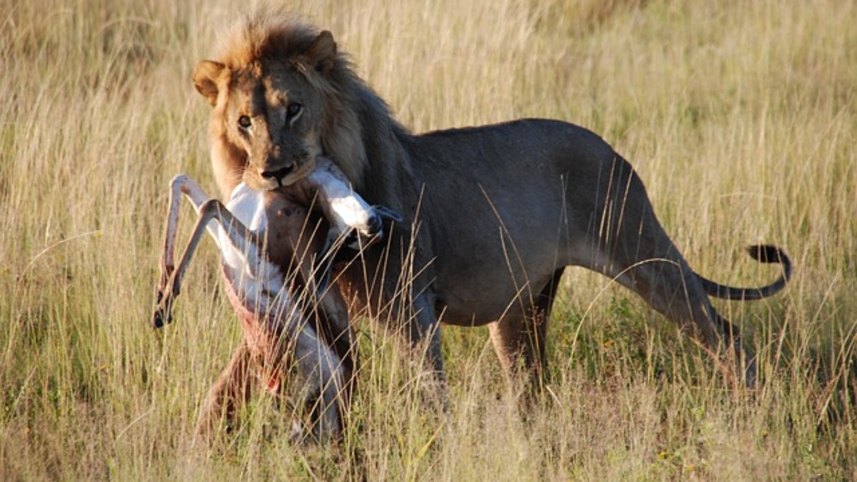 Leão caçando sozinho um animal menor que ele Leão caçando sozinho um animal menor que ele