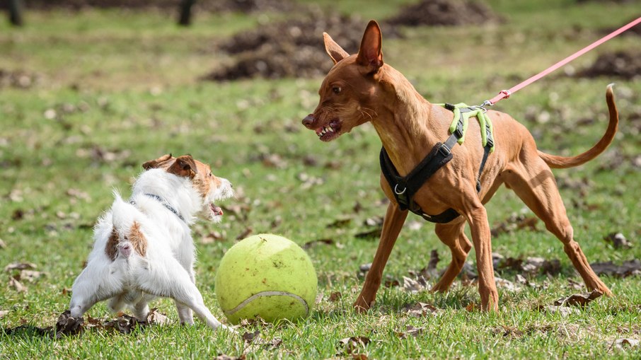 As técnica contra ataques de cães também são úteis para proteger outras pessoas, além de evitar briga entre outros animais. As técnica contra ataques de cães também são úteis para proteger outras pessoas, além de evitar briga entre outros animais.