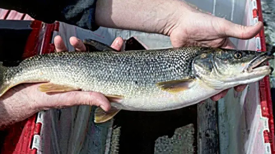 Peixe-minnow do norte Peixe-minnow do norte