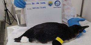 Pinguim é resgatado em praia do Litoral Norte de São Paulo