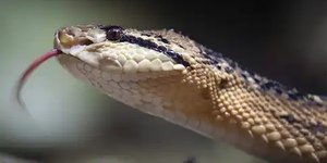Cobra deixa mais de 10 mil sem energia na Carolina do Norte (EUA)