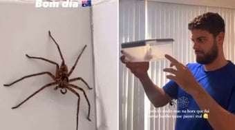 Casal brasileiro acha aranha gigante em banheiro na Austrália