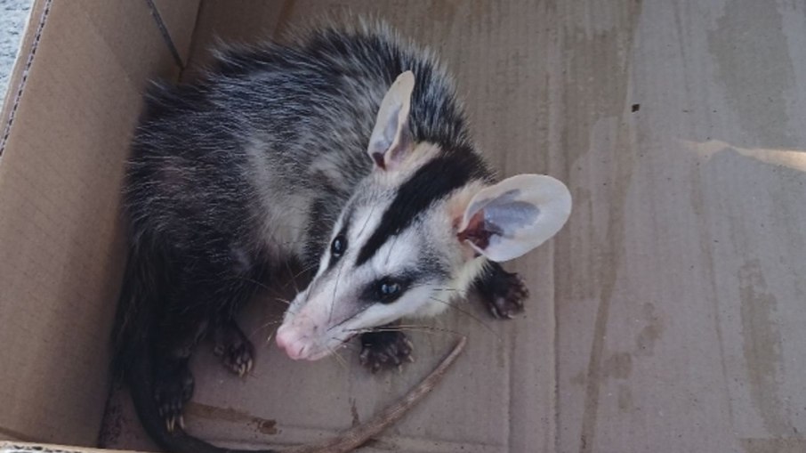 Animal será tratado pela Associação Mata Ciliar, em Jundiaí Animal será tratado pela Associação Mata Ciliar, em Jundiaí