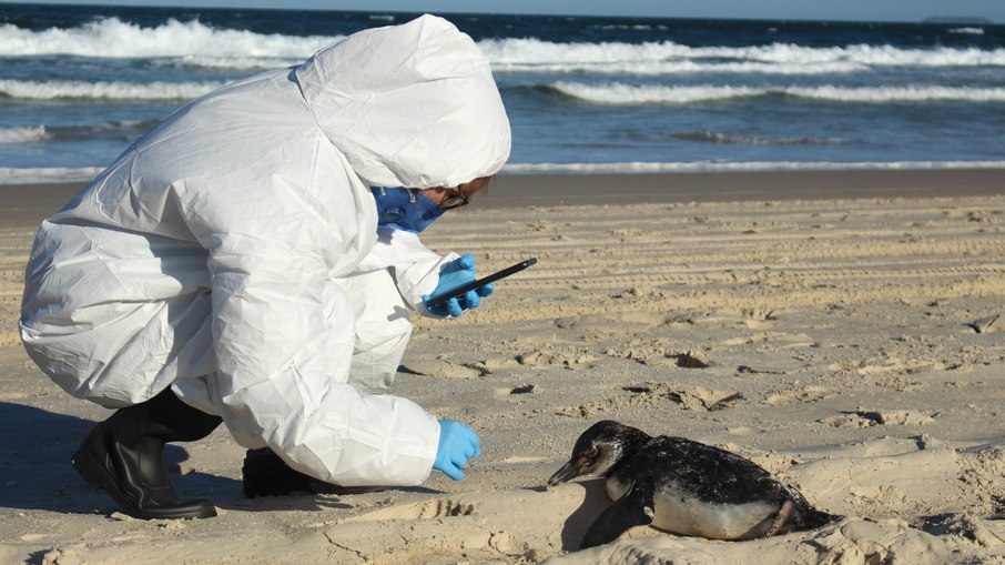 Pinguim resgatado com vida na Praia do Moçambique; profissionais usam roupa de proteção contra a Influenza Aviária de Alta Patogenicidade 