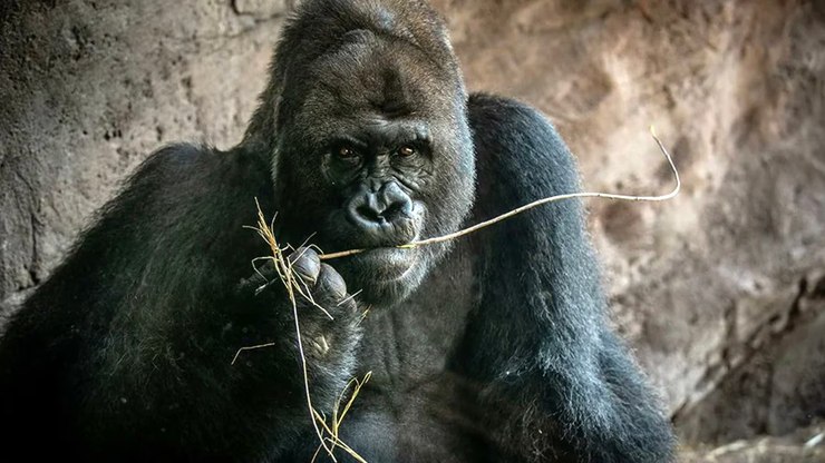 Gorila mais velho do Animal Kingdom morre aos 44 anos nos EUA