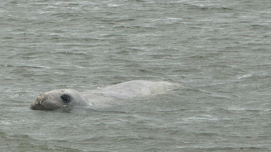 O elefante-marinho, depois de conduzido ao mar O elefante-marinho, depois de conduzido ao mar