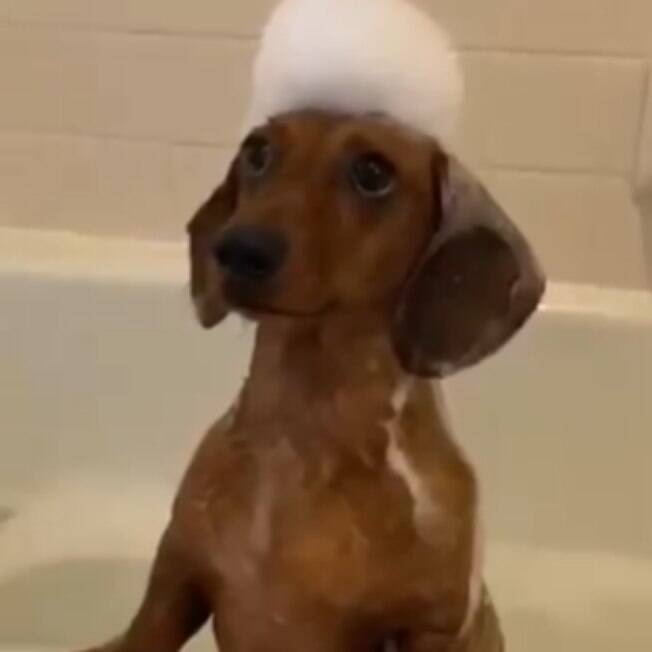 Vídeo de cãozinho tomando banho encanta internautas; assista