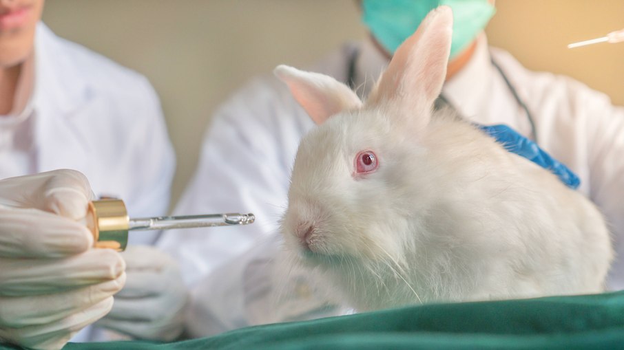 Lei proíbe testes em animais 