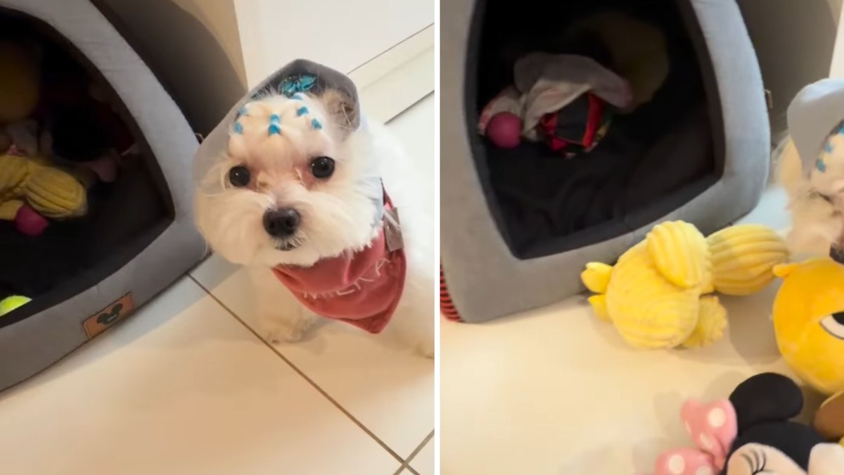 Cachorra acumula brinquedos e transforma casinha em esconderijo Cachorra acumula brinquedos e transforma casinha em esconderijo