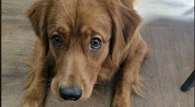 Cachorro destrói passaporte 2 dias antes de viagem e tutora se desespera