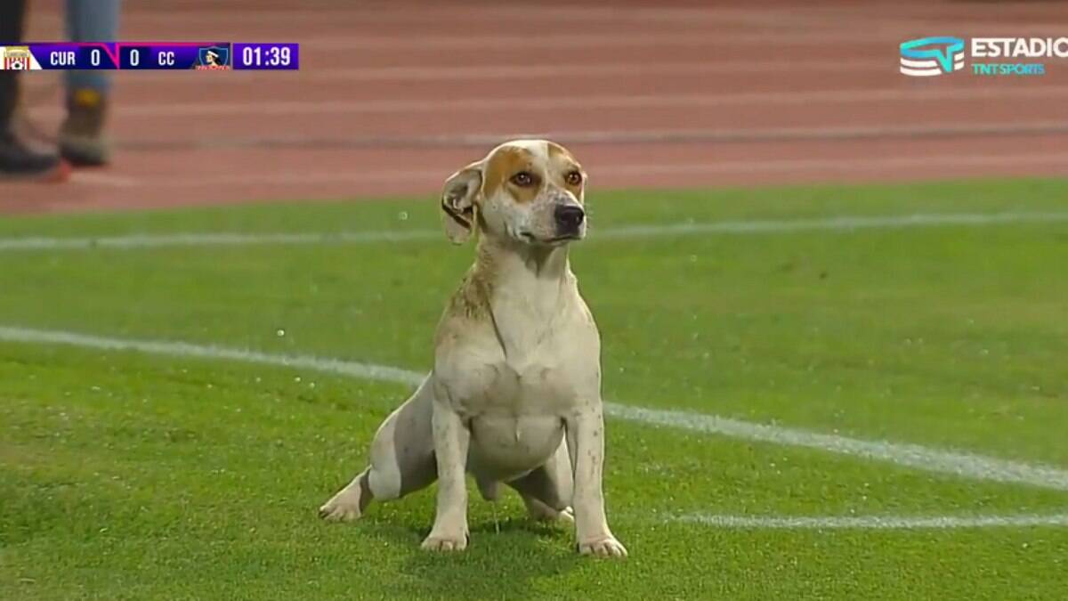 Cachorro interrompe partida de futebol no Chile para fazer xixi