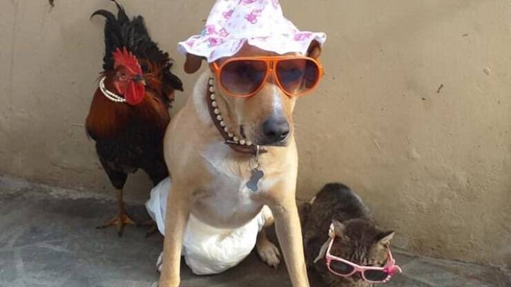 Galo rouba cena em sessão de fotos de cadela e gatos