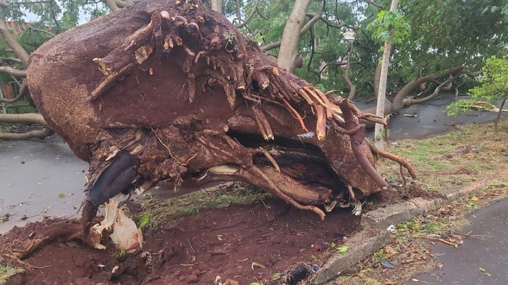 Prefeitura retoma remoção de árvores caídas após temporal em Araraquara