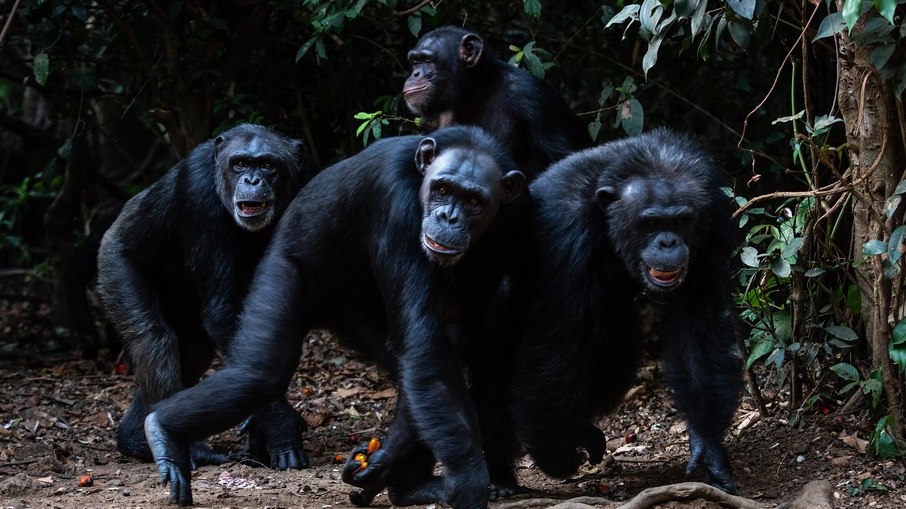 Chimpanzé