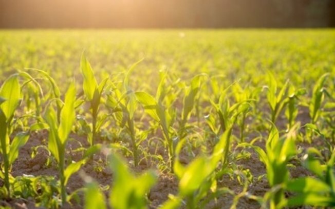 Genética avançada em sementes impulsiona resultados em concurso nacional de produtividade de milho Genética avançada em sementes impulsiona resultados em concurso nacional de produtividade de milho