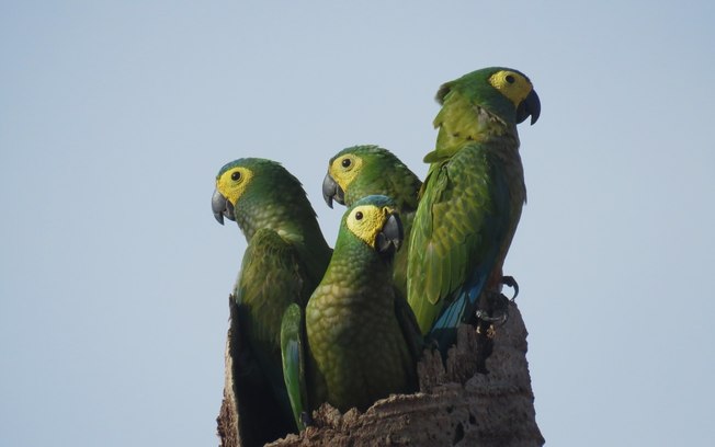 Animais silvestres são vistos em áreas do Grupo BBF