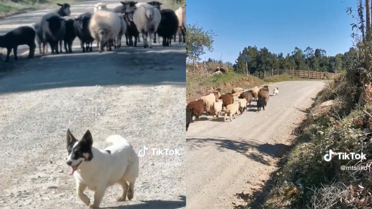 Cão pastor 'pede licença' para que seu rebanho passe