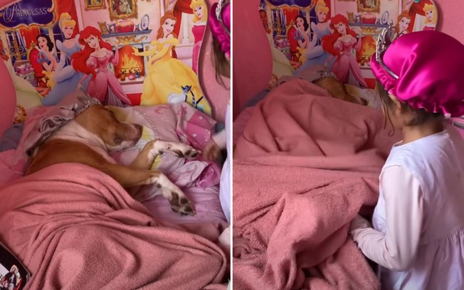 De touca de cetim, pitbull descansa em cama de princesa 7mcfulk5a72grd8gqxxurortk