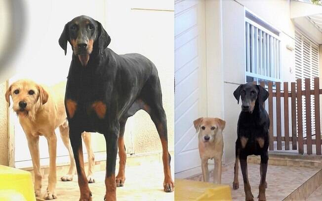 O dobermann obeso perdeu 9,5 Kg em pouco mais de três meses; nas fotos Palito está ao lado do irmão, Escova 