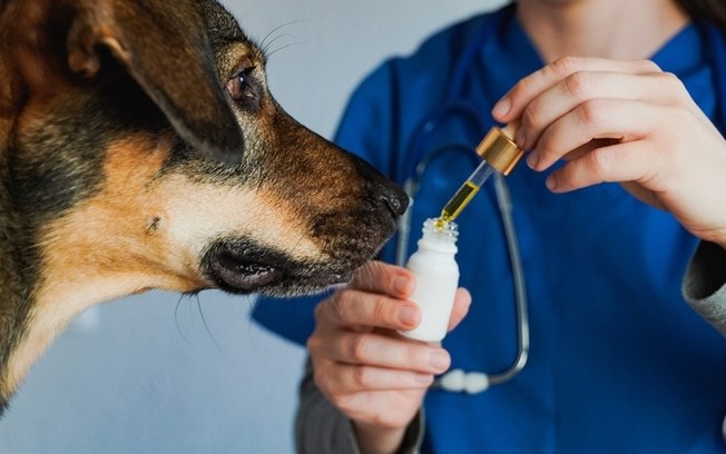 Curso capacita veterinários para prescrição de Cannabis Curso capacita veterinários para prescrição de Cannabis
