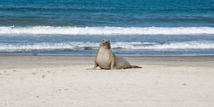 Elefante-marinho surge em praia de SP e cena viraliza; veja vídeo