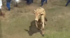 Bactéria mortal é encontrada pela primeira vez em carrapato