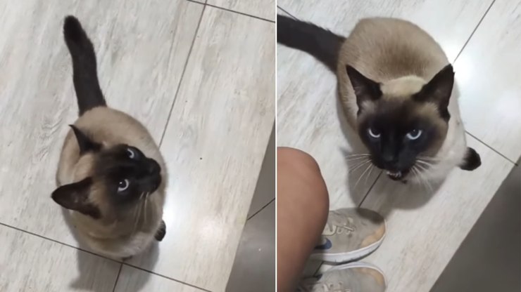 Gato invade casa, se recusa a sair e ainda dá mordida na moradora
