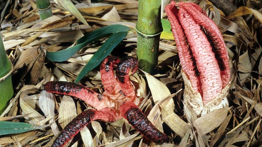 Clathrus archeri - Dedos do diabo