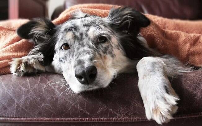 Giárdia canina: entenda como evitar e tratar a doença