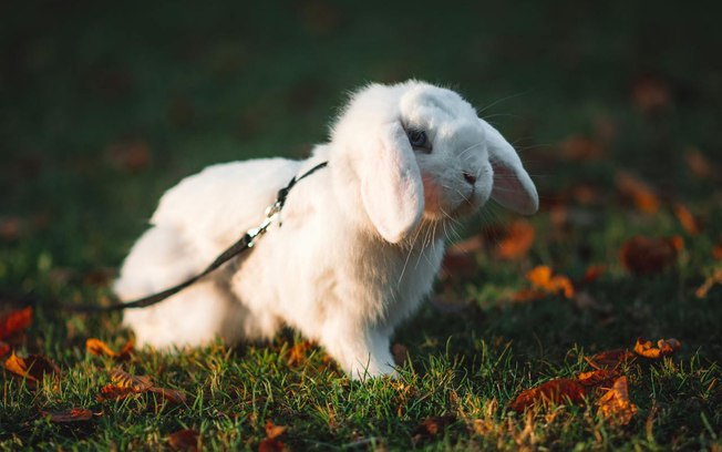 7naohem827j659v0ogjo7hutv