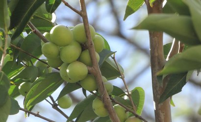 Camu-camu: a bebida que tem 37x mais vitamina C que a laranja