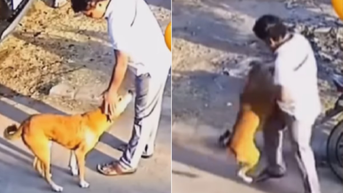 O vídeo mostra um homem sendo mordido logo após interagir com o animal. O vídeo mostra um homem sendo mordido logo após interagir com o animal.