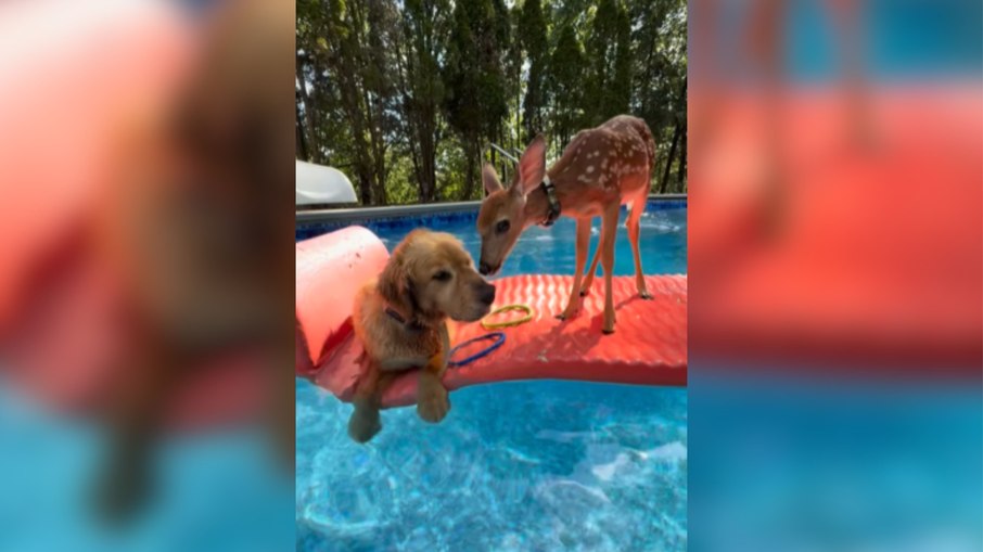 Cervo e cachorro relaxam juntos em piscina e encantam a web Cervo e cachorro relaxam juntos em piscina e encantam a web