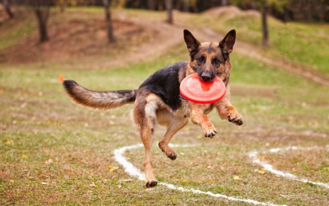 8 curiosidades sobre o cachorro pastor alemão