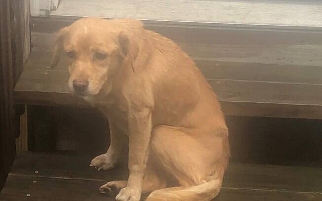 Cachorro de rua que entrou na casa de JJ