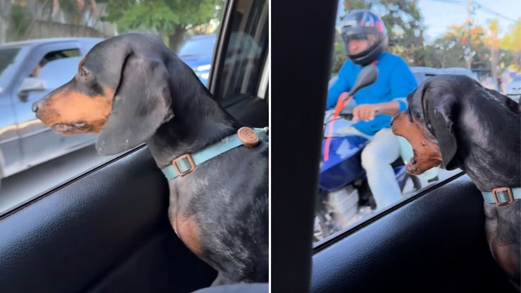 Salsicha tenta morder motoqueiros durante passeio de carro