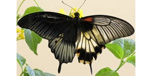 Borboleta nasce metade macho e metade fêmea