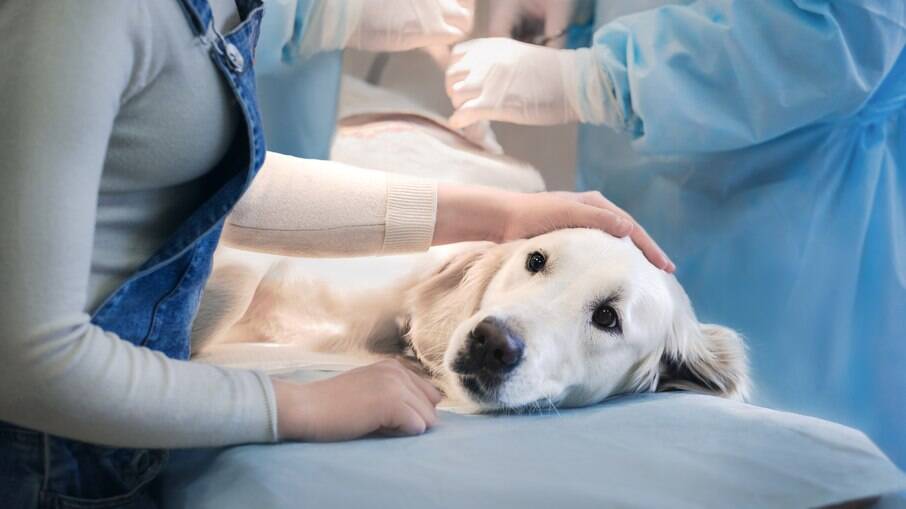 Em casos mais sérios, o animal pode precisar passar por procedimentos cirúrgicos 