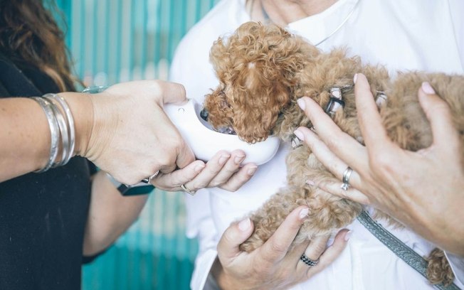 Tem pet em casa? Saiba quais cuidados tomar com a saúde deles em tempos de seca