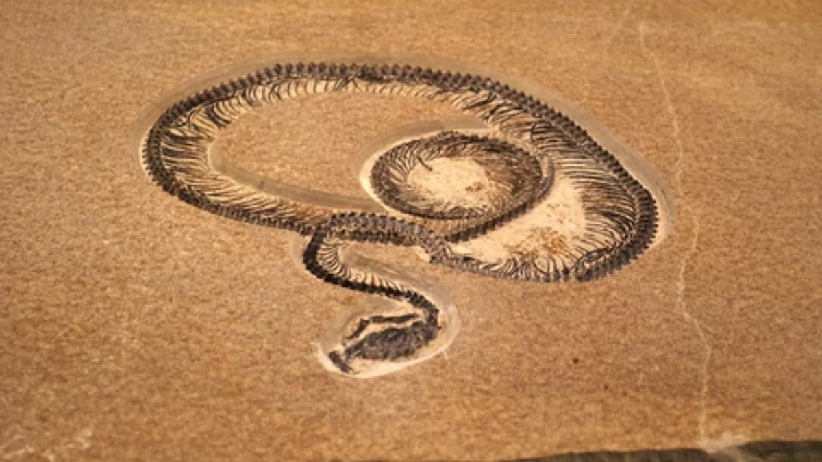 Representação de fóssil de cobra encontrado na Índia